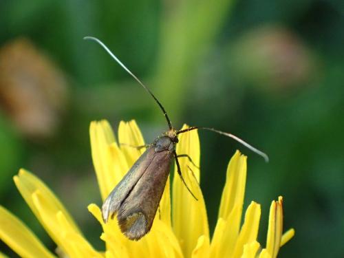 Réf. 297 637 : Adela reaumurella